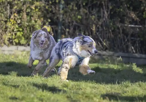7 Comportementaliste canin gaetan dupret à Ardres, Saint-Omer, Calais, Marquise, Boulogne-sur-Mer, Dunkerque, Gravelines, Marck, Grande Synthe