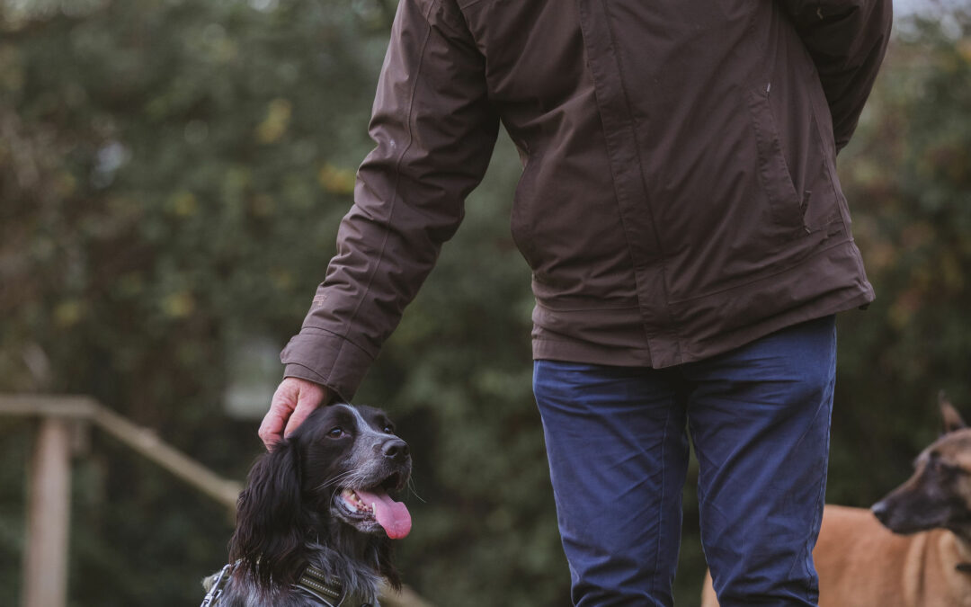 🐶 Désobéissance chien de compagnie, comprendre les causes et retrouver l’harmonie