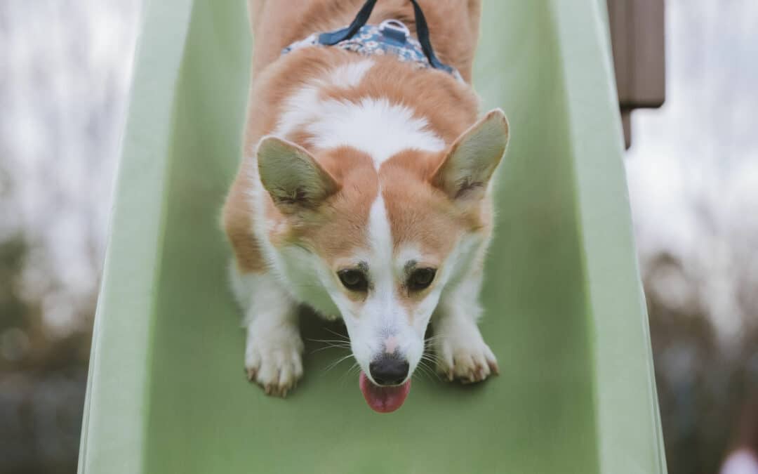Éducation canine Saint Omer pour chiot et chien adulte