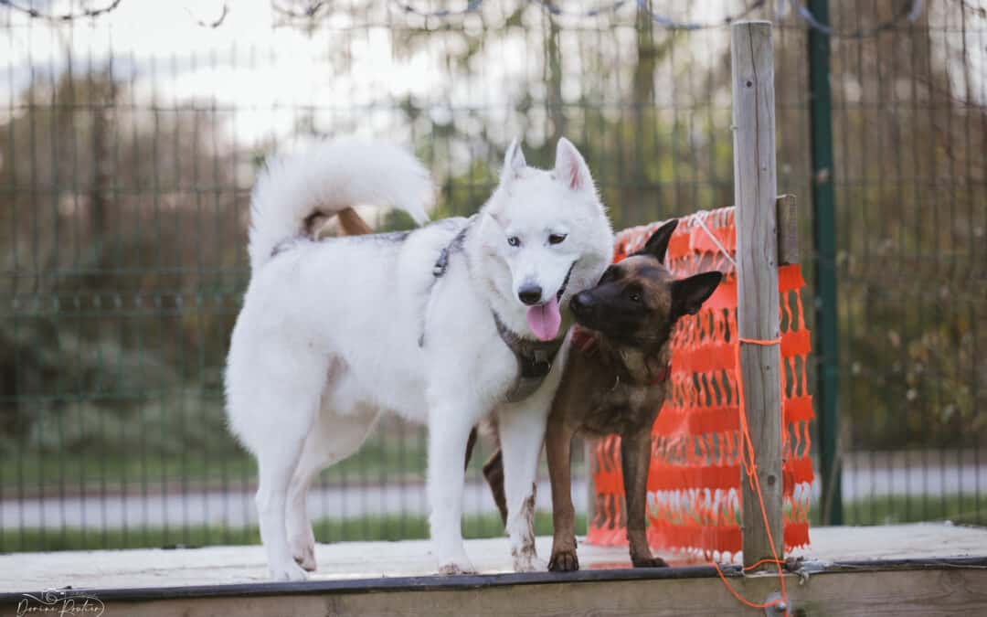 Éducation canine à Calais pour chiot et chien adulte toutes races