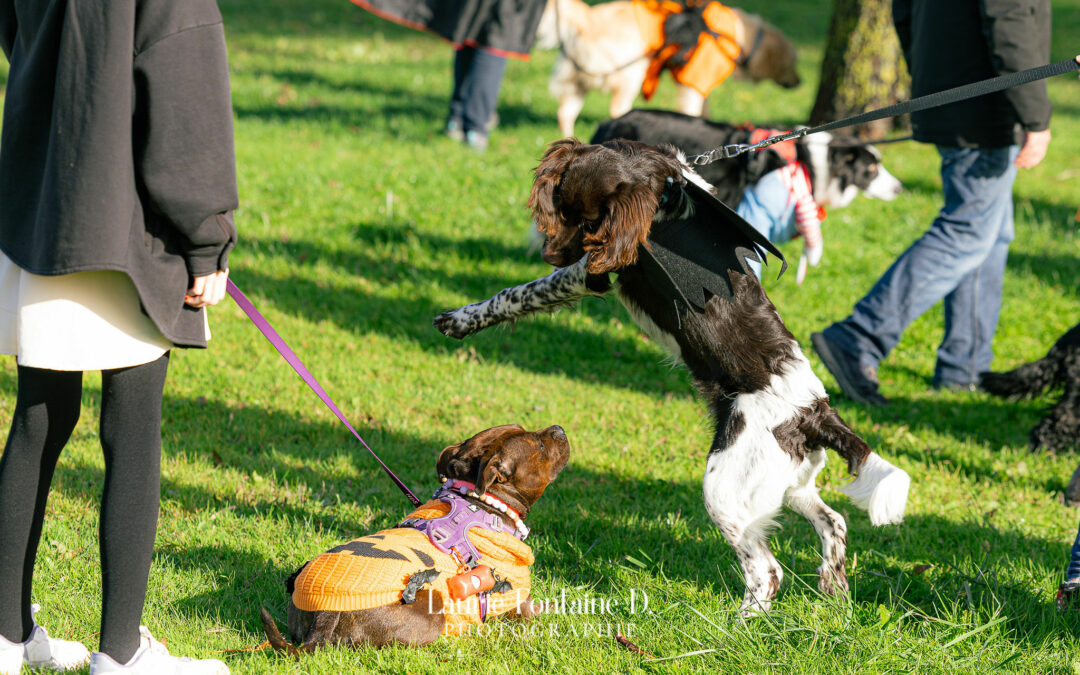 🐾 Éducation canine Pas-de-Calais – Retrouver le plaisir de vivre avec son chien grâce à PédaDog