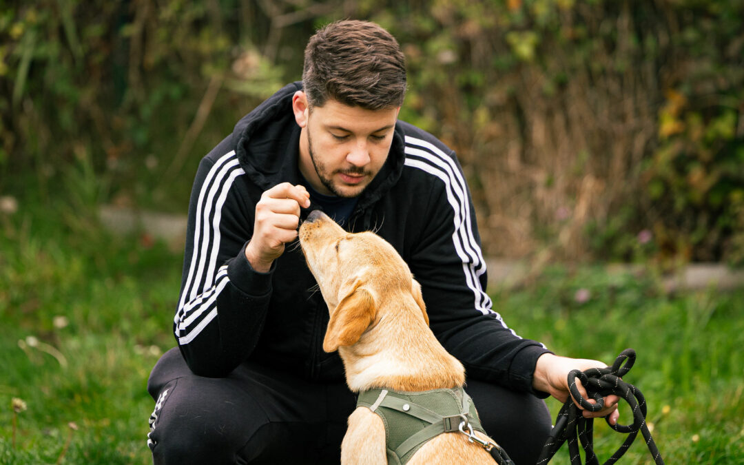 🐾 Obéissance et désobéissance du chien : deux notions indissociables pour une éducation réussie