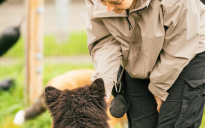 🐶 Éducation chiot Pas de Calais, les bases essentielles pour un chiot équilibré et une vie sereine
