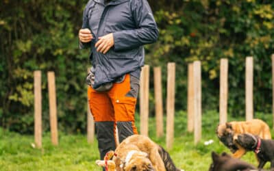 Éducation canine à Saint Omer pour chiot et chien adulte