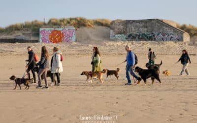 🐾 Éducation canine à Dunkerque – PédaDog, votre allié pour un chien équilibré, calme et heureux