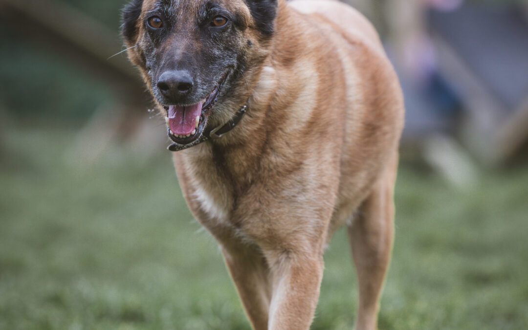 Vous recherchez un éducateur canin Pas-de-Calais capable d’aider efficacement votre chien adulte. Vous êtes au bon endroit. Beaucoup de propriétaires rencontrent des difficultés avec un chien adulte qui tire, réagit, stresse ou manque de repères. Ainsi, faire appel à un éducateur canin Pas-de-Calais professionnel permet d’avancer plus sereinement et de retrouver un quotidien calme et agréable.Chez PédaDog, nous accompagnons les chiens adultes dans tout le Pas-de-Calais, notamment Calais, Dunkerque, Saint-Omer, Boulogne, Le Touquet, Desvres, Ardres et Gravelines. Nous apportons des solutions concrètes et adaptées à chaque duo grâce à une approche bienveillante et personnalisée.